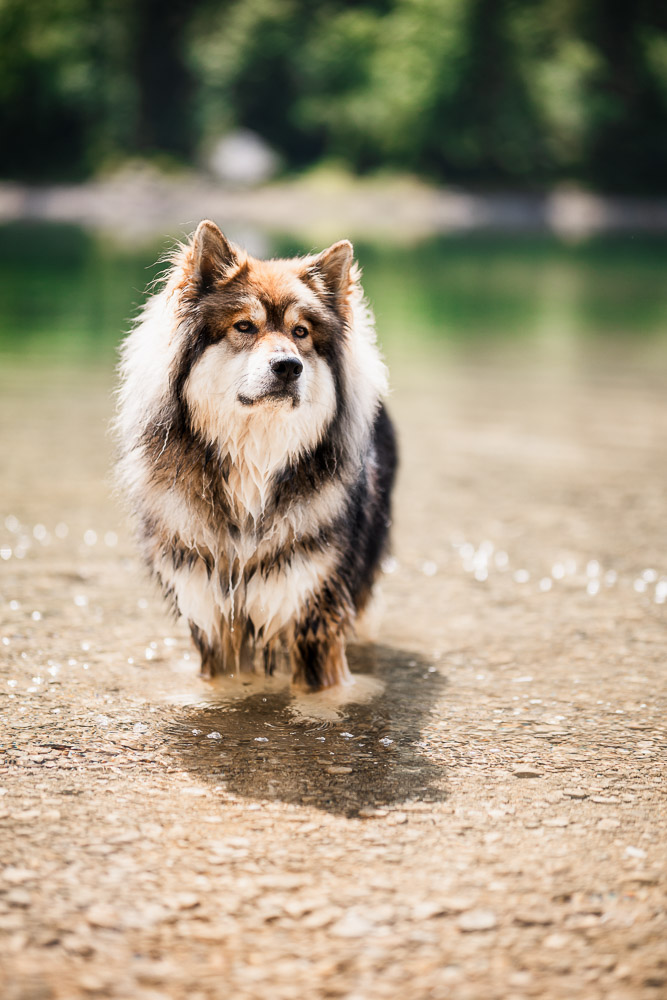 Hundeshooting im Salzkammergut