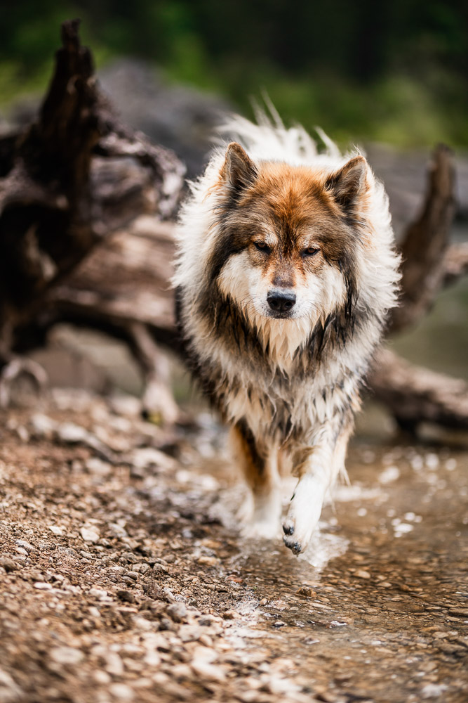 Hundeshooting im Salzkammergut