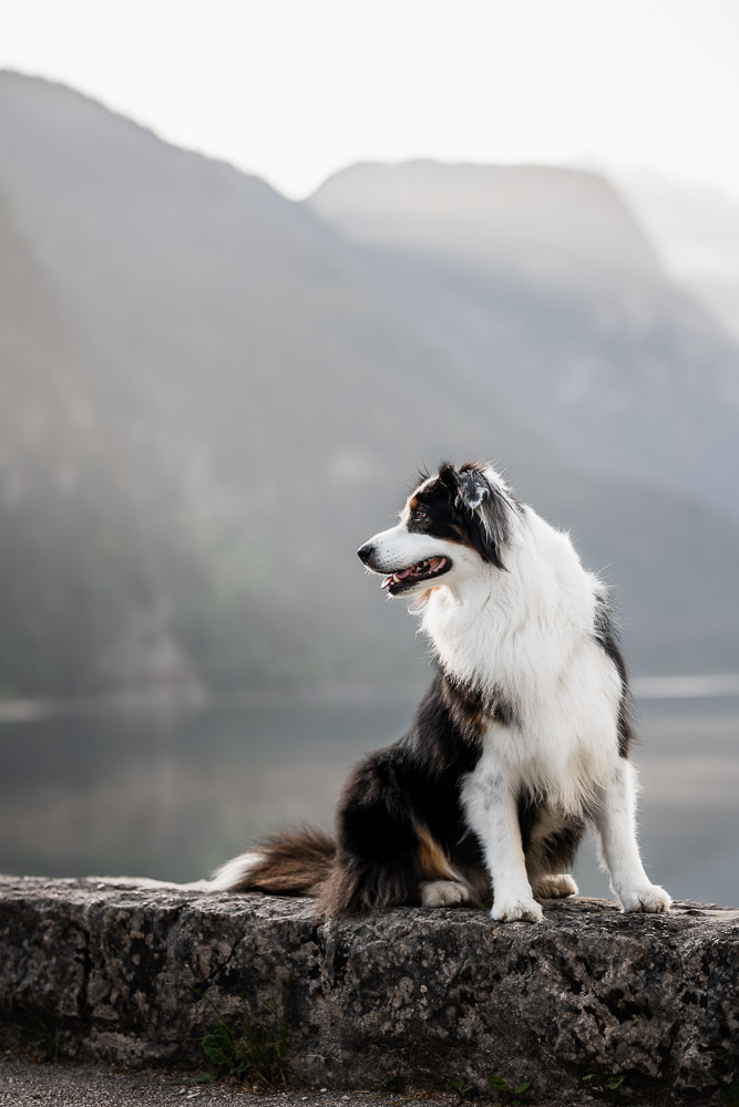 Vorderer Gosausee mit Hund