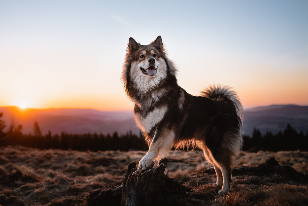 Wanderung Teufelstein mit Hund