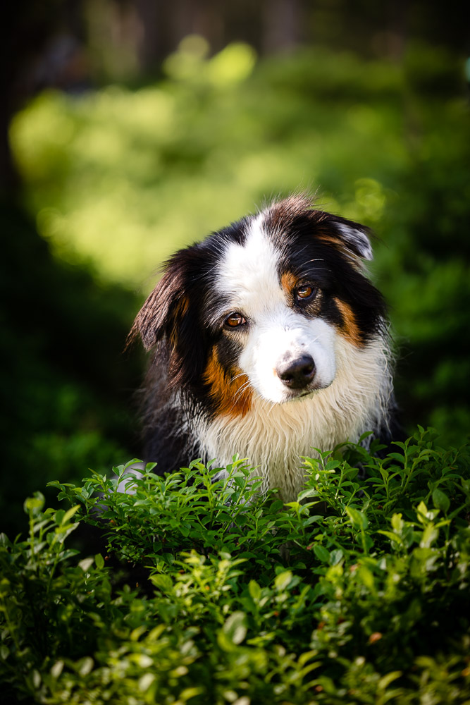 Hundeshooting im Salzkammergut