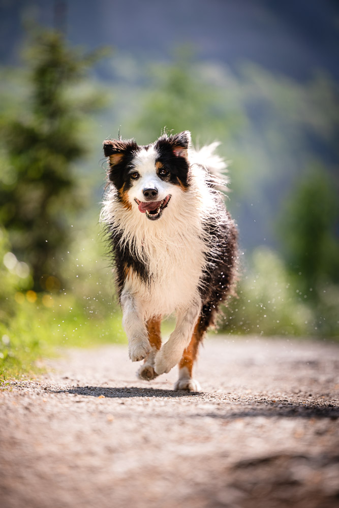 Hundeshooting im Salzkammergut