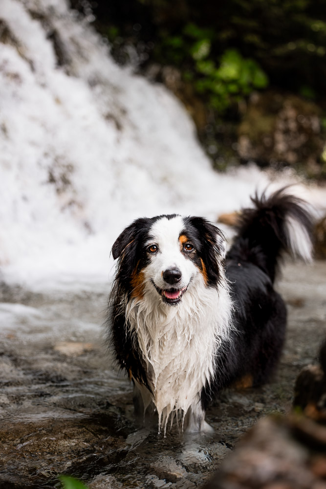 Hundeshooting im Salzkammergut