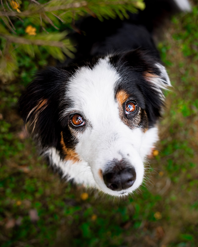 Hundeshooting im Salzkammergut