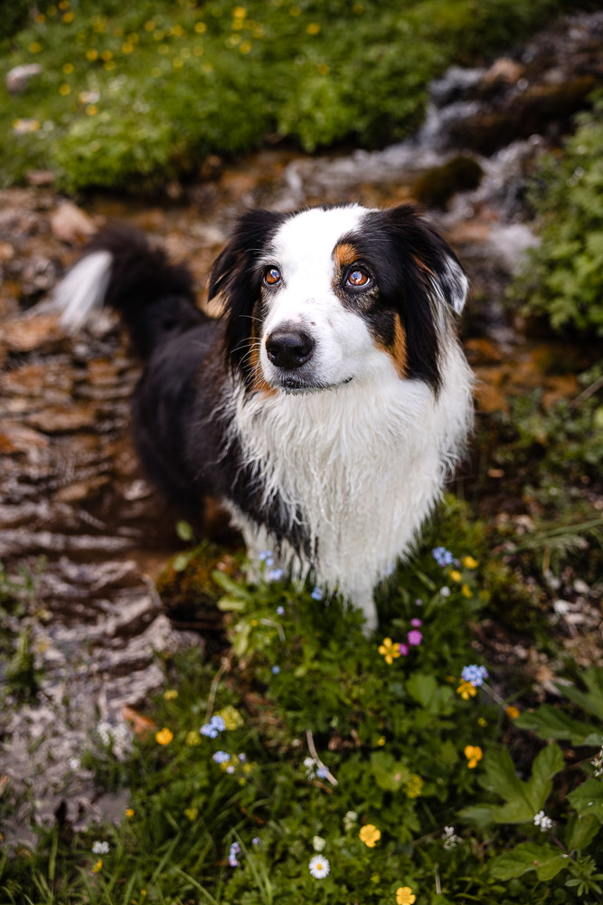 Hundeshooting im Salzkammergut