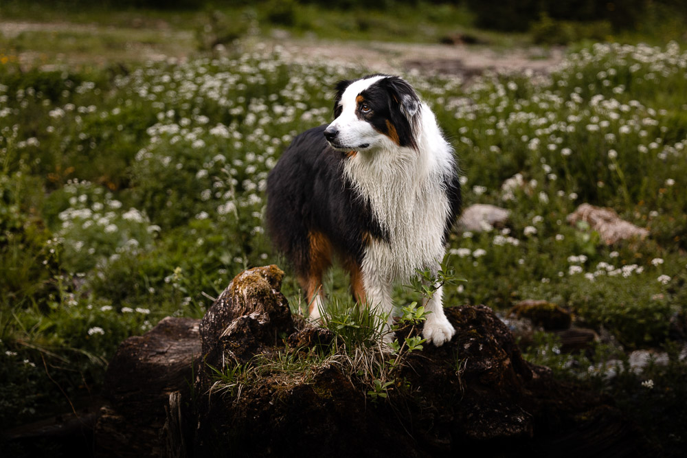 Hundeshooting im Salzkammergut