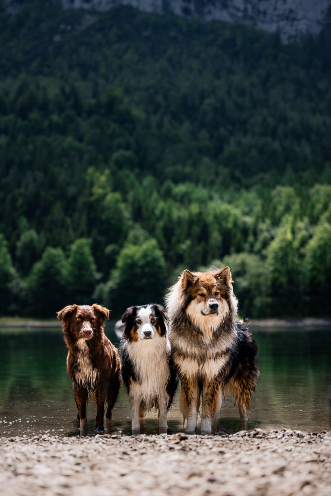 Hundeshooting im Salzkammergut