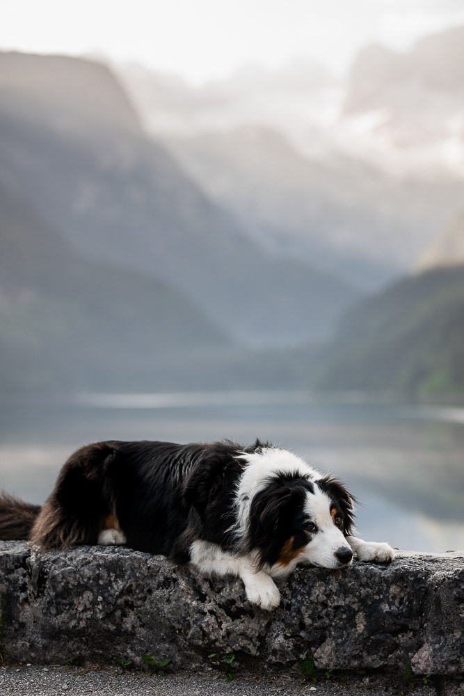 Vorderer Gosausee mit Hund