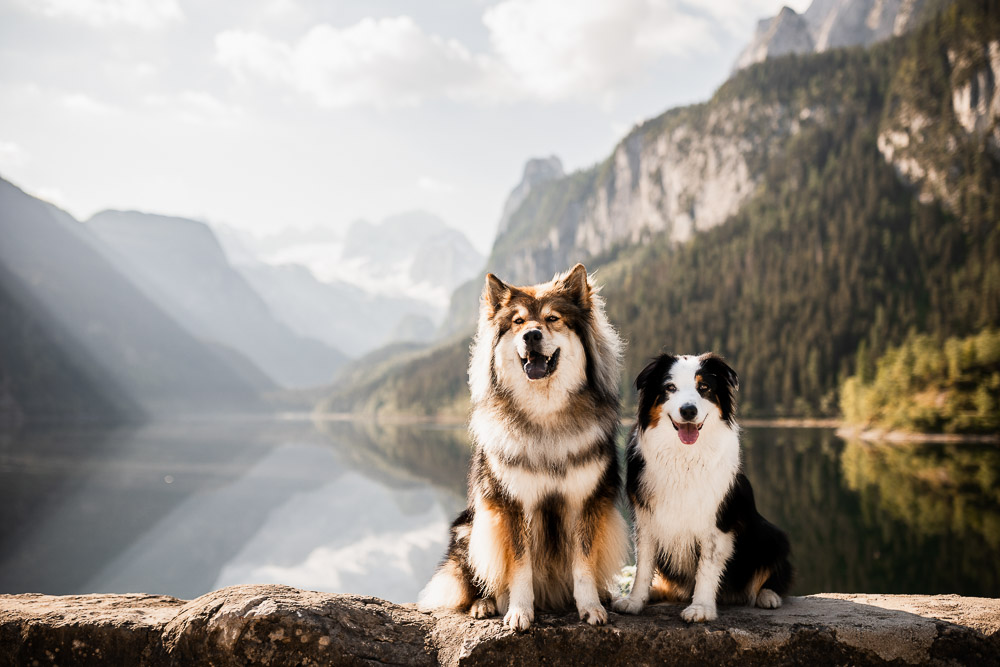 Vorderer Gosausee mit Hund