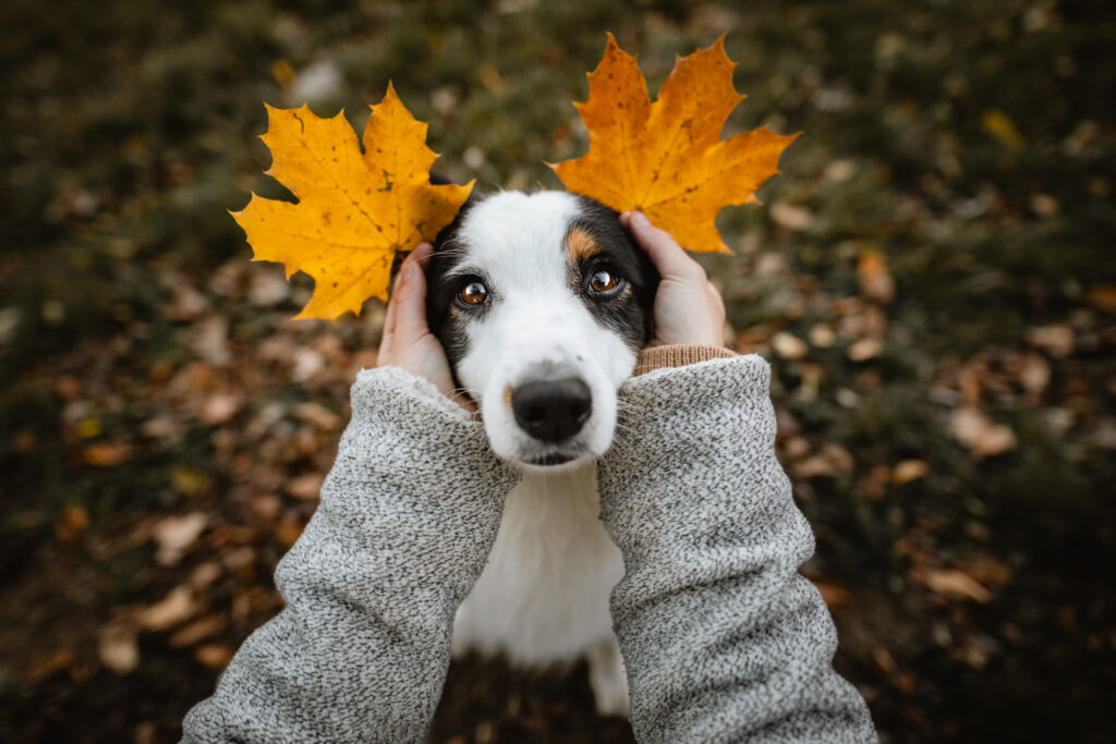 Petfluencer auf Instagram