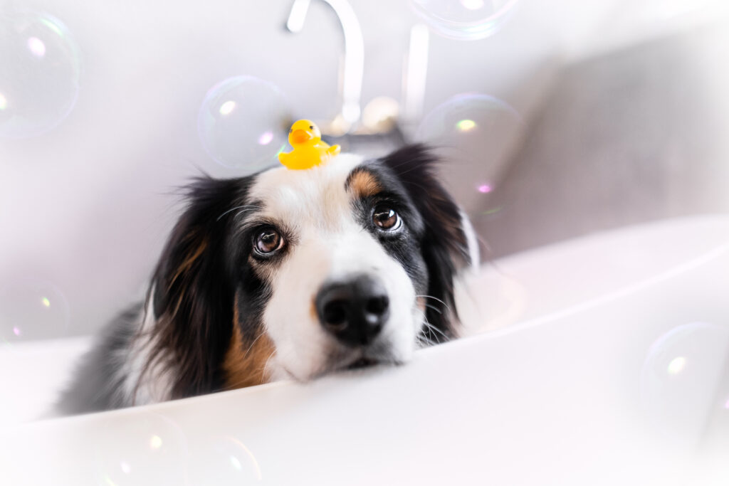 Petfluencer auf Instagram