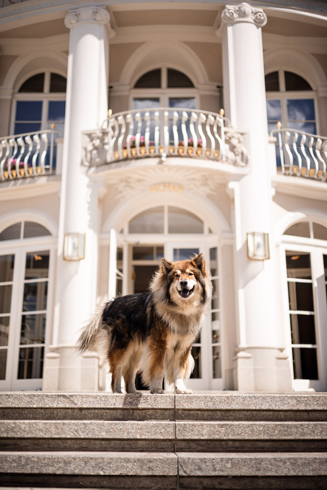 Hund in Meran