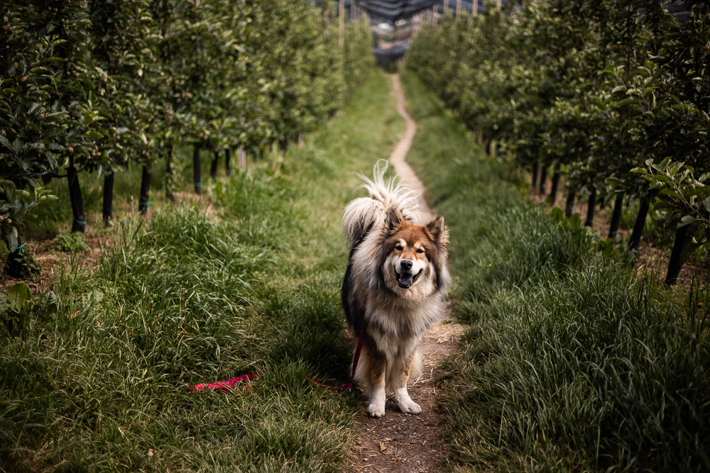 Meran mit Hund und Kind