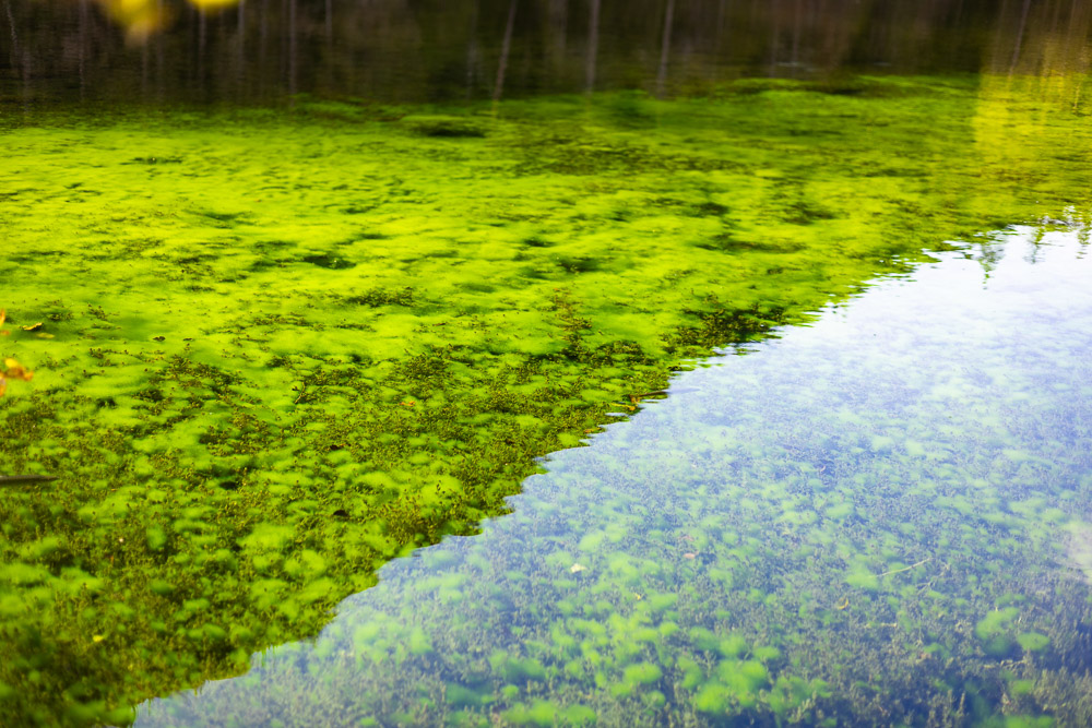 Kreuzteich in Tragöß