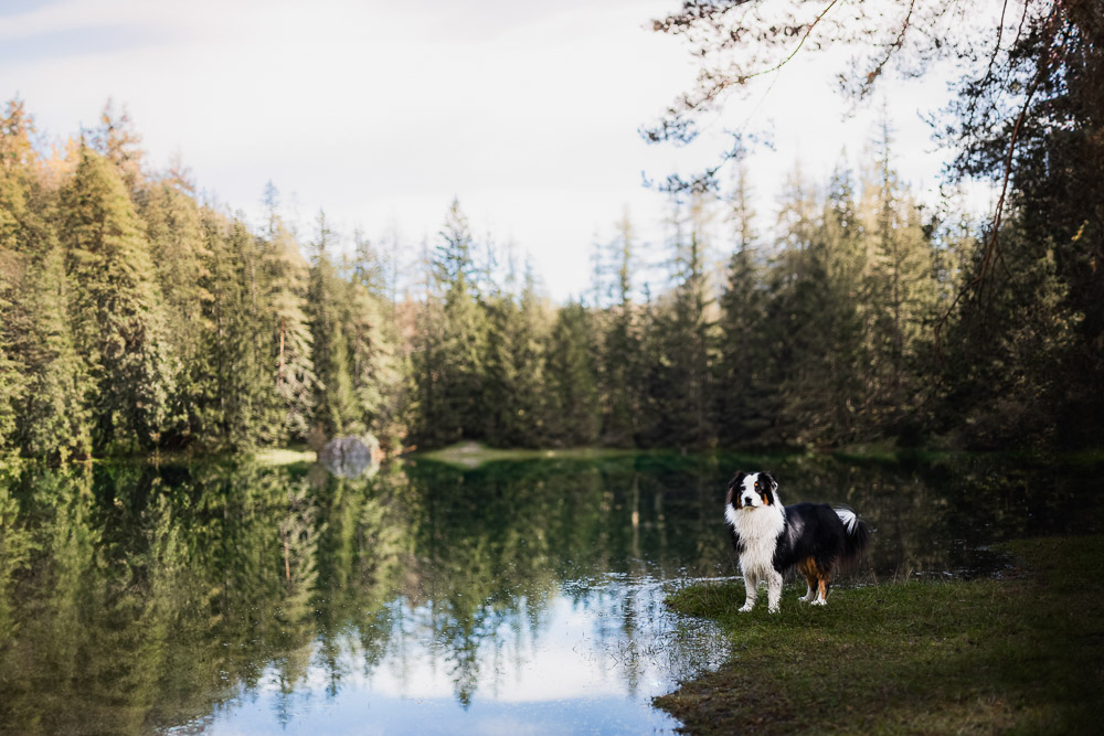 Grüner See mit Kinderwagen & Hund