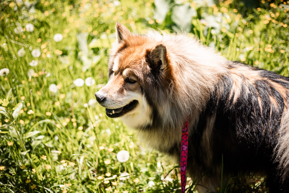Familienwanderung Buchkogel mit Hund