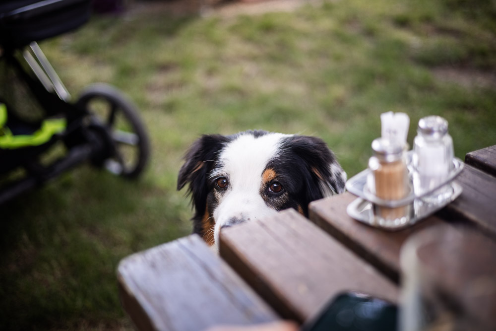Bockmoar mit Hund