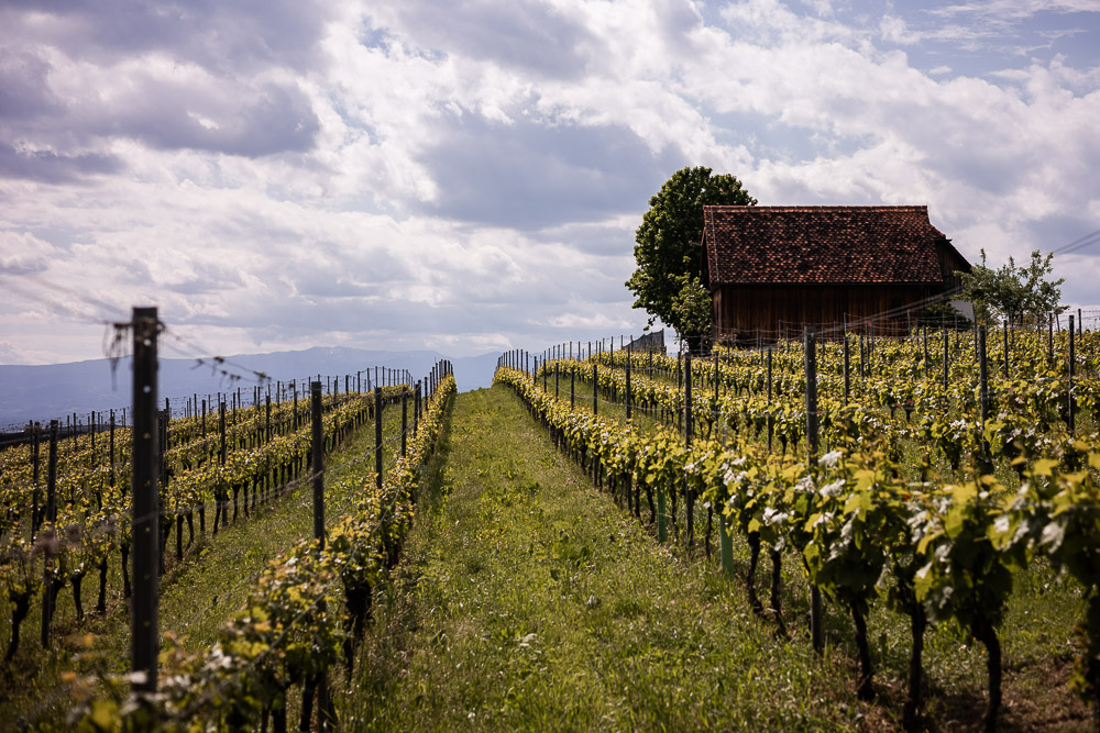 Familienwanderung mit Hund Buchkogel Steiermark