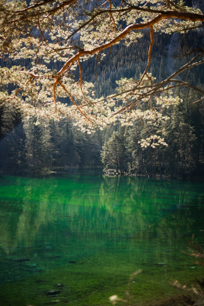 Grüner See mit Hund