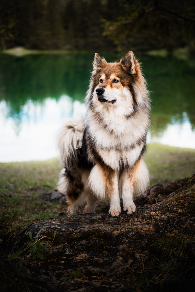 Ausflug Steiermark mit Hund