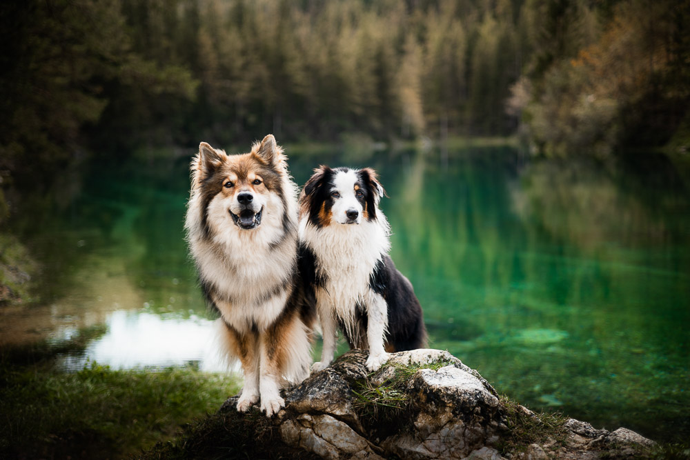 Grüner See mit Hund