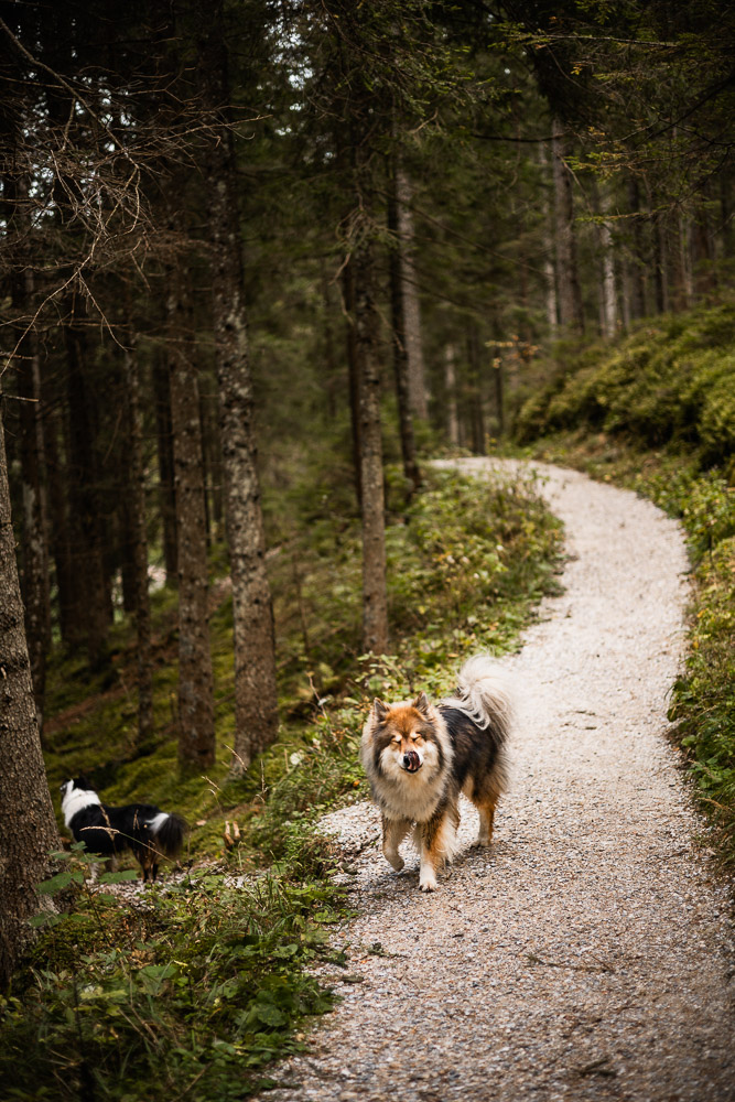 Grüner See mit Hund