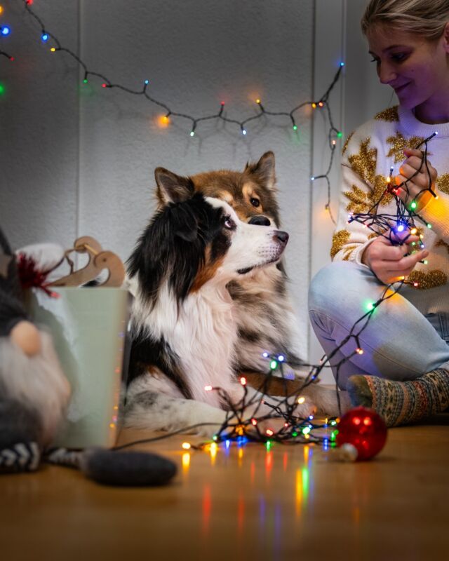 🎄 Weihnachtsdeko - weniger ist Mehr oder volles Rohr? 🎄

Na? Habt ihr schon eure Deko raus geräumt? Oder vielleicht sogar aufgestellten? Oder gibt’s bei euch keine Weihnachtsdeko? 🤔

Bei uns ist definitiv Helena die mit der Liebe fürs Detail und der Deko. Helena hat sich immer einen etwas größeren Christbaum der mit gaaaanz vielen bunten Kugeln geschmückt wird. 🎄

Eva ist da eher minimalistisch unterwegs. Da wird maximal eine Lichterkette aufgehängt und es gibt einen klitzekleinen Mini-Weihnachtsbaum - aber das wars dann auch schon. ☺️
Ziemlich sicher wird die Deko mehr, wenn Baby M dann größer wird, aber jetzt halten wir es noch eher klein. 😅

Sagt mal, wie ist das bei euch? 🥰🎄

#eurasierofinstagram #christbaumdeko #merrychristmas🎄 #getreadyforchristmas #christmasvibes #dogsofinstagram #christmasdog #pfotenliebe #christmasshooting #pawsome #excellent_dogs #australianshepherd #hundeliebe #herzenshund #lieblingshund #bestwoof #hundeliebe #ilovemydog #aussiepuppy #australianshepherdworld #hundeaufinstagram #weihnachtshund 
#hundeblog #lieblingshund #merrydogmas #dogphotography #kreativefotocommunity #hundefotografie #petfluencer #dogphotography