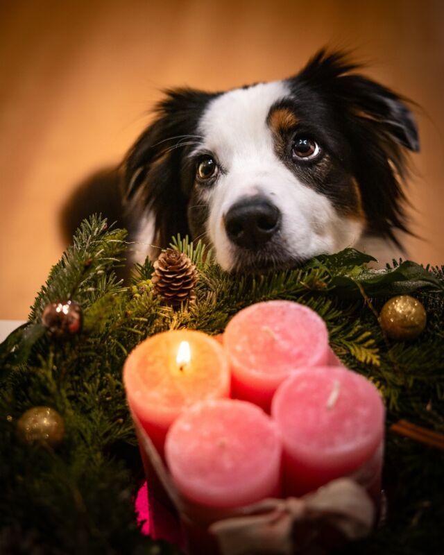 🕯️ Advent, Advent ein Lichtlein brennt 🕯️ 

Heute beginnt ganz offiziell die Adventszeit - oder wie ich sie gerne nenne - die Lichterzeit. ✨ 
Um uns herum können wir schon so viele schöne beleuchtete Vorgärten bewundern 🥰🎄 Ich liebs einfach! ✨

Helena und Mama binden und verzieren jedes Jahr gemeinsam Adventskränze. Eva lässt sich dann von den beiden beschenken und freut sich darüber. 😂

Habt ihr jedes Jahr einen Adventskranz? 🤔
Macht ihr den selbst, kauft ihr ihn oder bekommt ihr ihn geschenkt? 🤔

Und wie süß ist bitte Chili auf dem Foto? 🥹

#ersteradvent #adventszeit #christbaumdeko #merrychristmas🎄 #getreadyforchristmas #christmasvibes #dogsofinstagram #christmasdog #pfotenliebe #christmasshooting #pawsome #excellent_dogs #australianshepherd #hundeliebe #herzenshund #lieblingshund #bestwoof #hundeliebe #ilovemydog #aussiepuppy #australianshepherdworld #adventadventeinlichtleinbrennt #weihnachtshund 
#hundeblog #lieblingshund #merrydogmas #dogphotography #kreativefotocommunity #hundefotografie #petfluencer #dogphotography